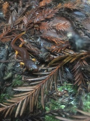 Ensatina eschscholtzii