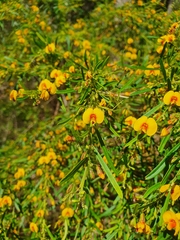 Bossiaea linophylla
