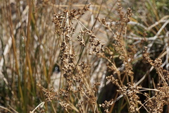 Juncus maritimus