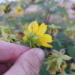Smallanthus maculatus