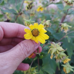 Smallanthus maculatus