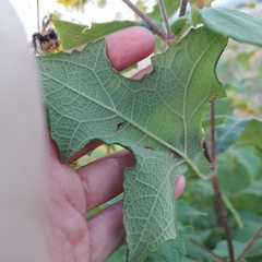 Smallanthus maculatus
