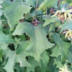 Smallanthus maculatus