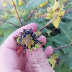 Smallanthus maculatus