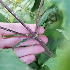 Smallanthus maculatus