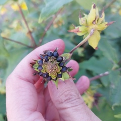 Smallanthus maculatus