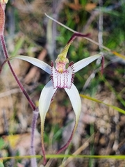 Caladenia venusta