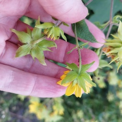 Smallanthus maculatus