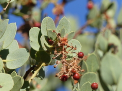 Arctostaphylos pringlei drupacea