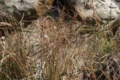 Juncus maritimus