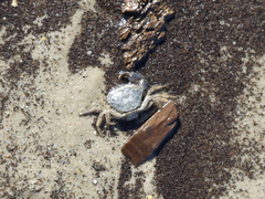 Rhithropanopeus harrisii