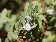 Puto arctostaphyli