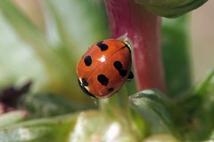 Coccinella undecimpunctata