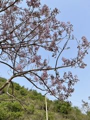 Paulownia tomentosa