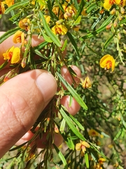 Bossiaea linophylla