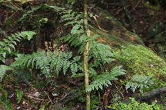 Asplenium gracillimum
