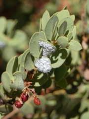 Puto arctostaphyli