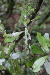 Parsonsia heterophylla