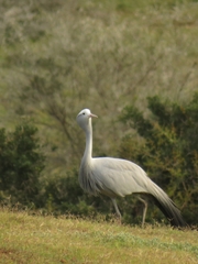 Anthropoides paradiseus