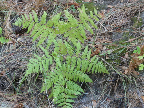 iNaturalist observation photo of common bracken
