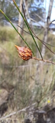 Allocasuarina distyla