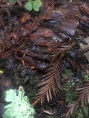 Ensatina eschscholtzii