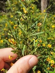 Bossiaea linophylla