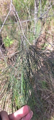 Allocasuarina distyla