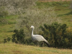 Anthropoides paradiseus