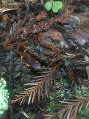 Ensatina eschscholtzii