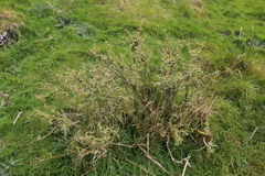 Urtica ferox