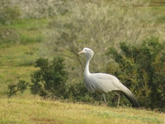 Anthropoides paradiseus