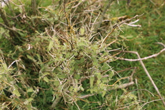 Urtica ferox
