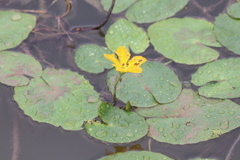 Nymphoides peltata