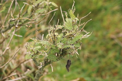 Urtica ferox