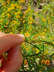 Bossiaea linophylla