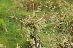 Urtica ferox