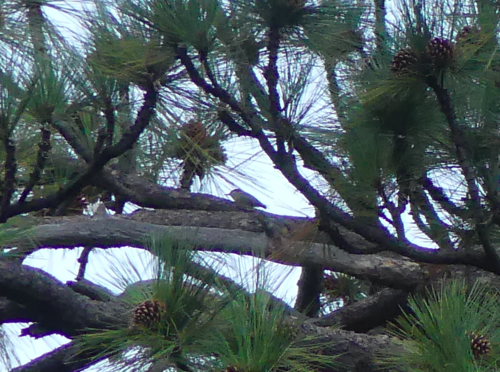 iNaturalist observation photo of Pygmy Nuthatch