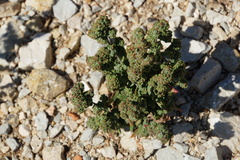 Chenopodiastrum murale