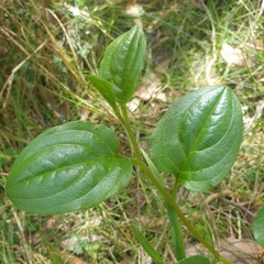 Hackelia latifolia