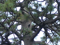 Dryobates albolarvatus