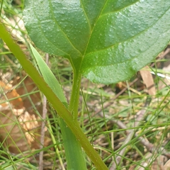 Hackelia latifolia