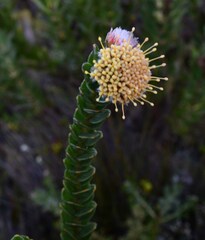 Leucospermum truncatulum