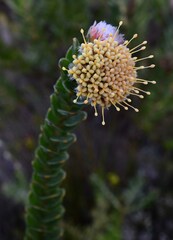 Leucospermum truncatulum