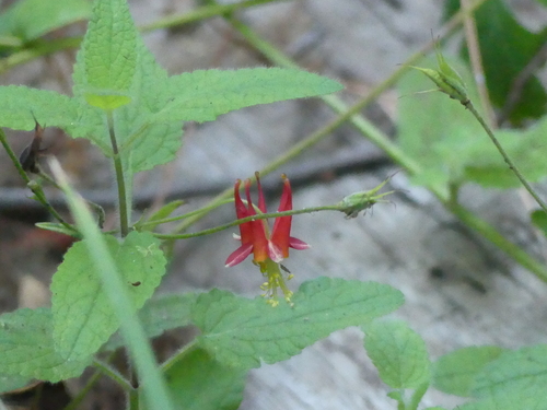 iNaturalist observation photo of western columbine