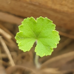 Hydrocotyle hirta