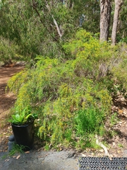 Bossiaea linophylla