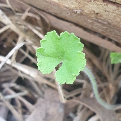 Hydrocotyle hirta