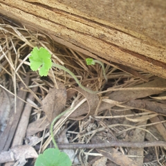 Hydrocotyle hirta