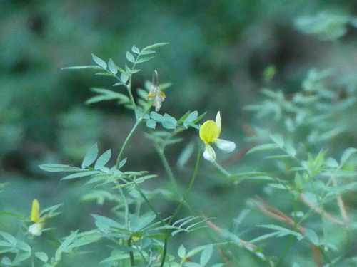 iNaturalist observation photo of streambank bird's-foot trefoil